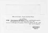 Cercospora diospyri image